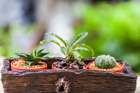 照片植物群圆形的小仙人掌在花盆中与椰菜豆天然图片