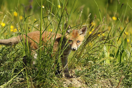躲在草地的狐狸小熊看着摄像机Vulpes绿色栖息地哺乳动物图片