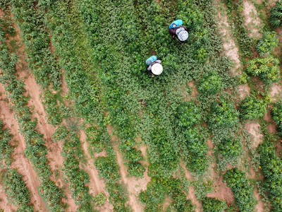 在农田上喷洒有毒杀虫剂或植物控制工业农主题无人驾驶飞机空中照片a对无人驾驶飞机进行空中摄影场地男人肥料图片