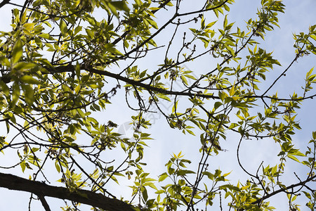 生活新的树木春季上青绿叶子在阳光明媚的天气下与蓝对立青绿叶子图片