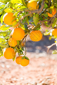 瓦伦西亚树木班牙巴伦亚省典型的橙色树苗西班牙巴伦亚散焦图片