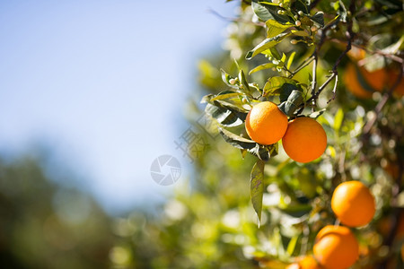 蜜糖场地树叶西班牙巴伦亚省典型的橙色树苗西班牙巴伦亚图片
