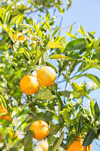 柠檬酸水果蜜糖西班牙巴伦亚省典型的橙色树苗西班牙巴伦亚图片