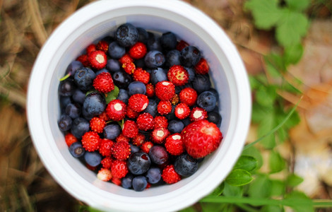 蓝莓和红色浆果图片