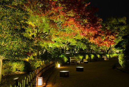 树夜景日本秋花园夜景配有日本福田花粉树照明的月花座位秋天美丽的背景