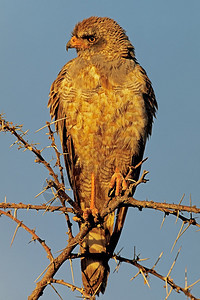 荒野纳米比亚Etosha公园麦利拉克斯峡谷戈鹰栖息保护图片