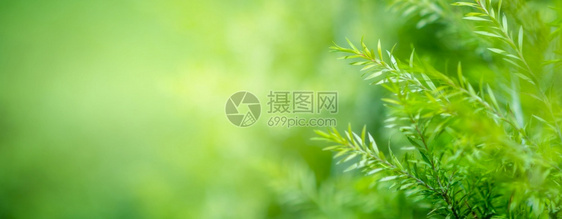 叶背景bokeh模糊绿色背景植物美丽环境图片