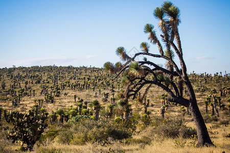 夏季干沙漠在白天与仙人掌干沙漠与仙人掌户外索诺拉巴哈图片