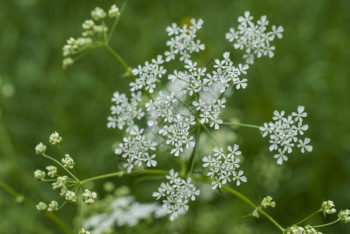 白色的农村花在模糊的天然背景上盛开在草原的白花公园图片