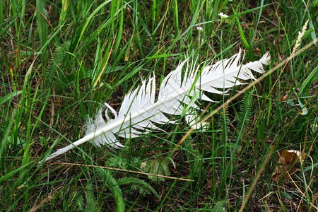 和平青草上的白羽毛质地毫不费力图片