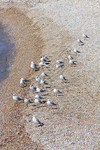 羽毛荒野支撑在希腊雅典PaleoFaliro的一个小石头海滩上鸥排成一图片