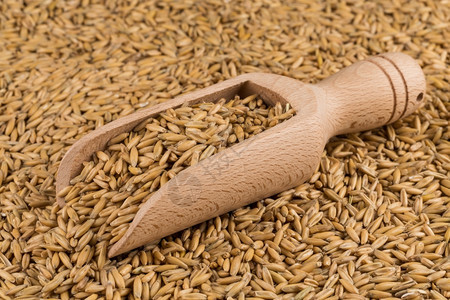 水平的庄稼节食切近镜头后将天然燕麦颗粒放在勺子里作为背景图片