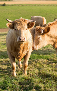 田园景观农业Norman牛在法国绿草牧场放图片