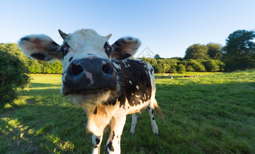 农场乡村的Norman牛在法国绿草牧场放图片