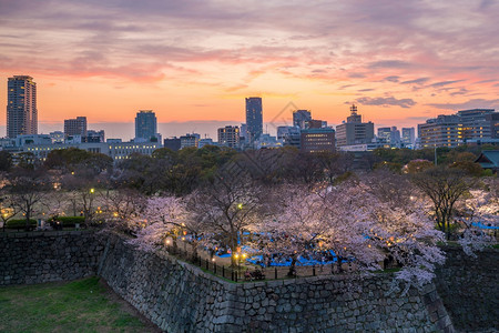 季节大阪市天际满盛的樱花朵暮图片