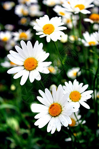 药用叶子芳香疗法花床上的白色美丽甘菊图片