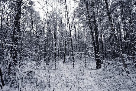 风景优美冬季下雪覆盖的斯普鲁树雾森林公园有图片