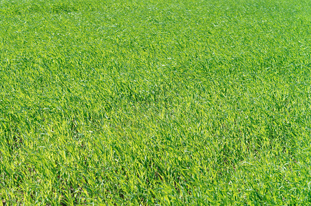 乡村的生长绿色作物豆芽草地嫩绿色作物芽草田树叶图片