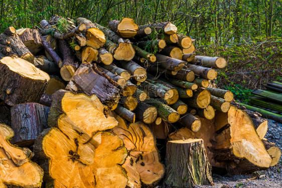 传统的大量砍伐树干堆叠的火柴天然本底自森林图片