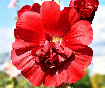 户外芽植物群夏季花园的马尔瓦茶地红花图片