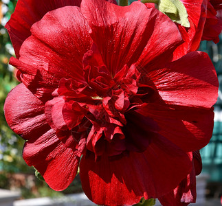 植物学夏季花园的马尔瓦茶地红花开蕊图片