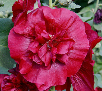 夏季花园的马尔瓦茶地红花朵特里叶子图片
