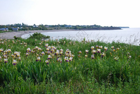 季节地平线位于瑞典群岛奥兰海岸边的伊里斯野花春天图片