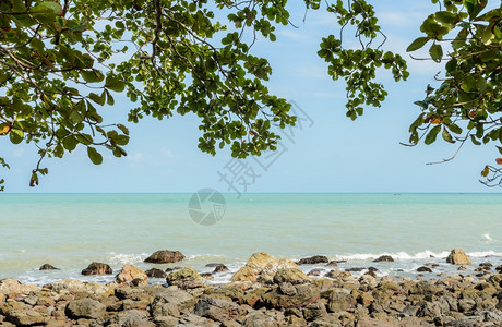 风景优美旅行分支泰国的岩石海岸景与绿叶图片