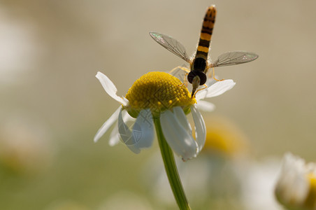 黑色的从一只黄花朵中收集蜜从甘菊中收集蜜采漏洞蜂图片