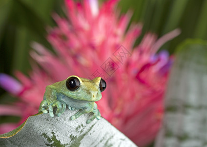 粉色树蛙图片