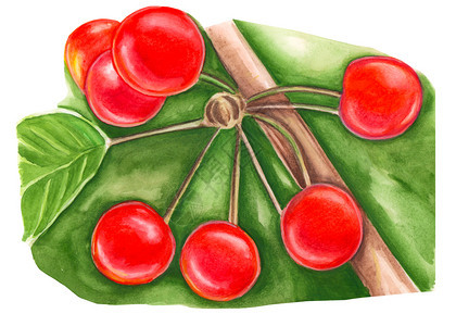 白色的食物插图手绘浆果水彩背景树枝上的樱桃图片