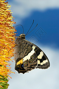 户外丰富多彩的腿一只蝴蝶在花朵上觅食与乌云的蓝色天空对抗图片