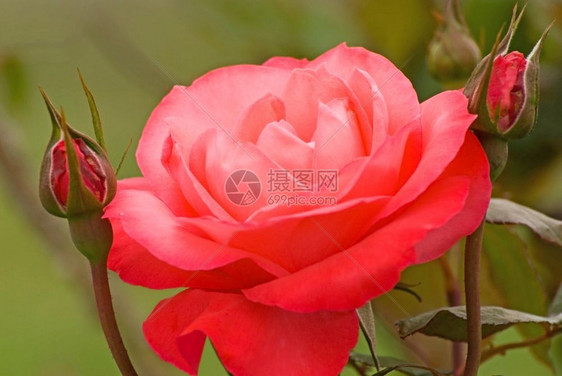 粉红玫瑰春天细节魅力图片
