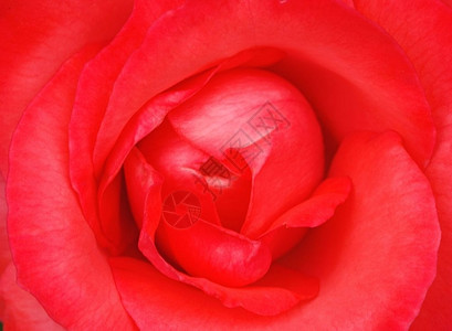 红玫瑰色的细节优雅图片