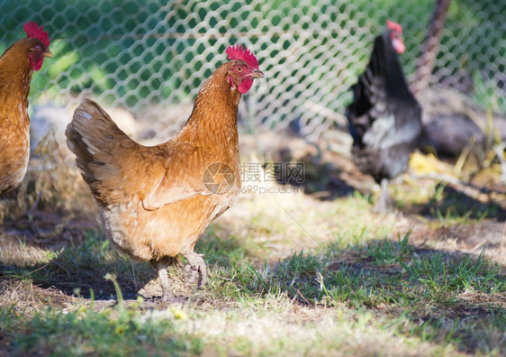 绿色在一个小农场上游荡在院子里的免费野鸡农业喂养图片