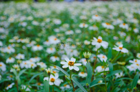 菊花园的野外白辛尼亚背景图片