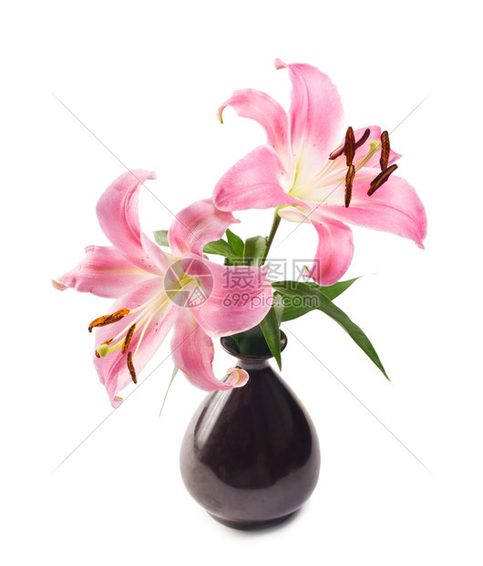颜色黑陶瓷花瓶中的粉红百合植物群香图片