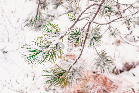 十二月霜分支机构下雪林的松树分支图片