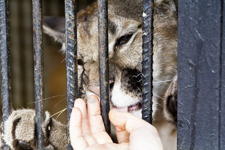 动物园里的野猫咬人手指类通过栅栏抚摸大猫男人猞猁美洲狮图片