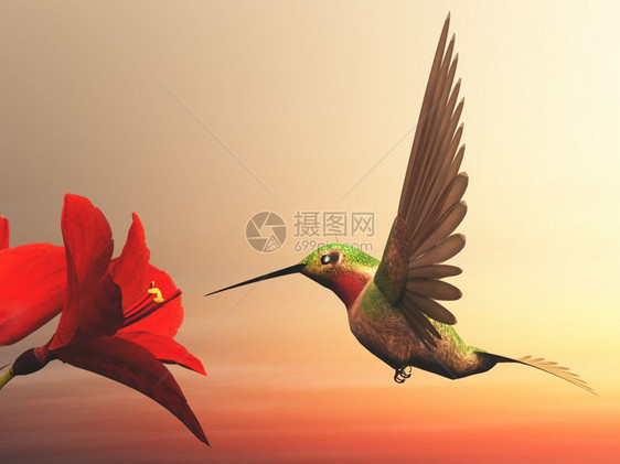 红喉蜂鸟在阴天红色雏菊上飞翔3D渲染红喉蜂鸟渲染数字的哼唱多云图片