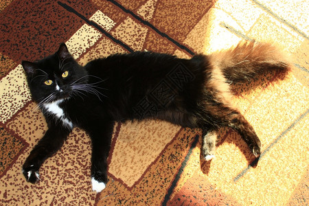 漂亮的黑猫在地毯上晃荡玩偲男图片