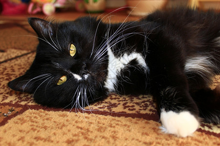 床单家好奇的漂亮黑猫在地毯上晃荡图片