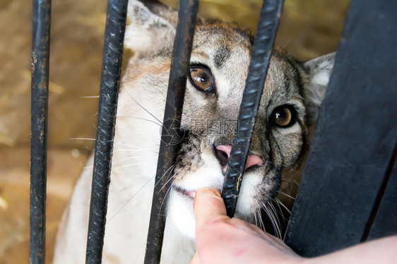 人类囚禁狮子在动物园里咬人的手指动图片