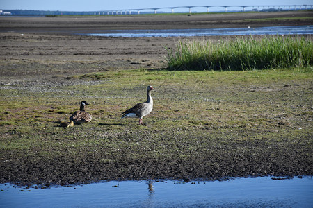 景观沼泽地加拿大鹅和灰渣在西德岛奥兰的一个湿地小鸡与小鸡在沼泽地加拿大鹅和灰泥湖观鸟图片