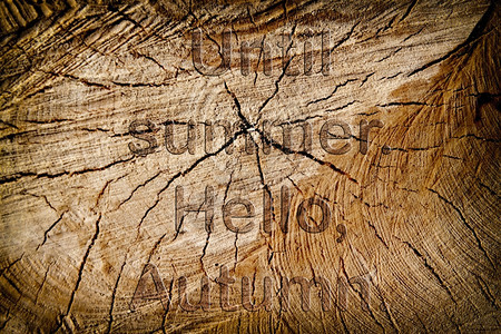 细节木柴的纹理切树干关闭并刻上标记直到夏天A哈罗秋有机的棕色图片