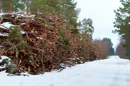 资源冬季砍伐森林树木和枝砍伐木和枝冬季砍伐森林日志公园图片