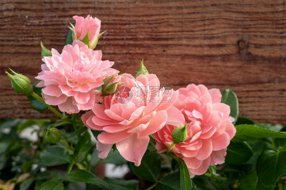 美丽的开花植被粉红玫瑰组背景有木板复制空间图片