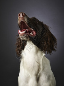 犬类细心的6个月大工作英语弹簧小狗工作室拍摄毛皮图片