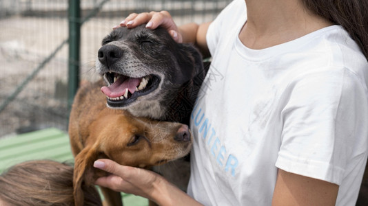 在收容所玩救治犬的妇女和在收容所玩救狗的高品质美光女和在收容所玩救犬的优质美相片女质量高分辨率好照片概念坚果水救援背景图片