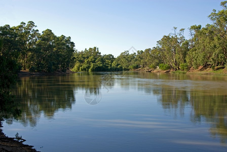 平静的澳大利亚维多州斯旺山的默里河流动树图片